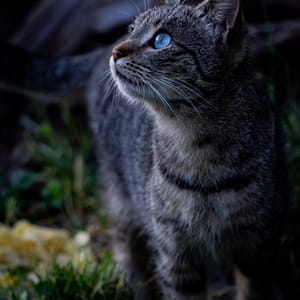 chat aux yeux bleus