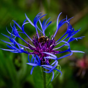 bourdon sur une fleur