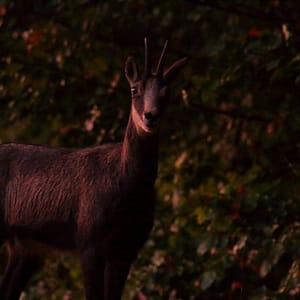 Biche