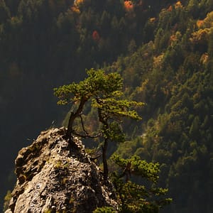 arbuste et falaise