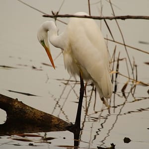 grande aigrette