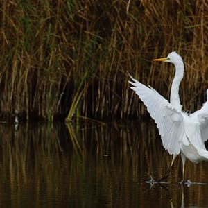 grande aigrette ailes déployées