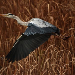 héron cendré en vol