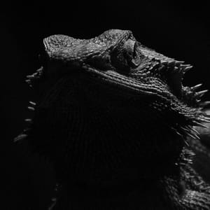 portrait agame barbu