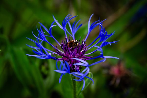 bourdon sur une fleur