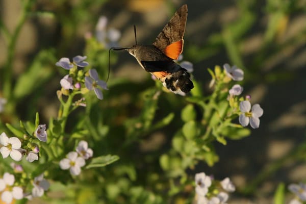 sphinx colibri