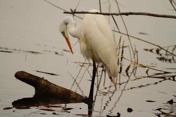 grande aigrette