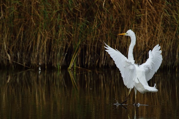 grande aigrette ailes déployées