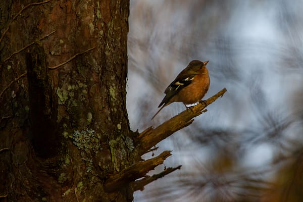 pinson des arbres