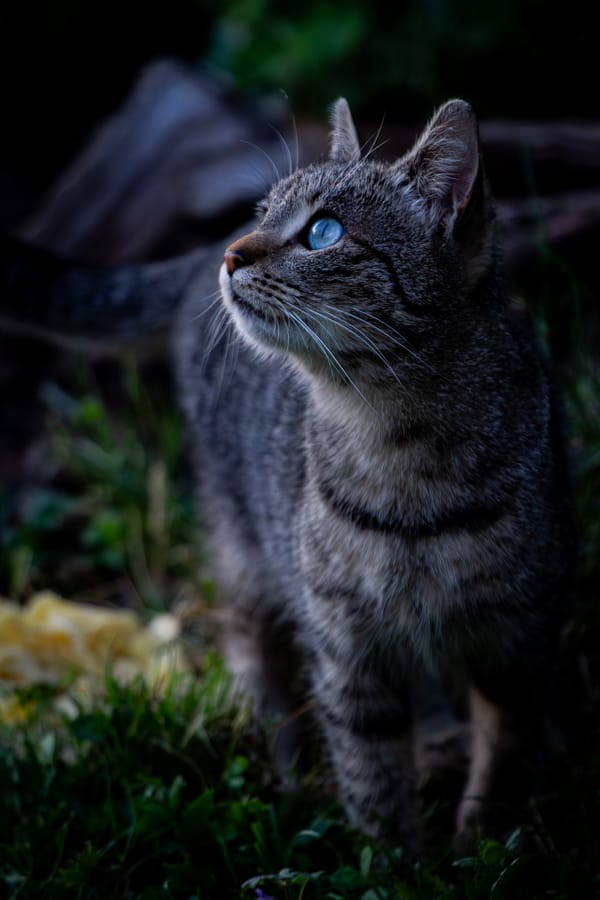 chat aux yeux bleus